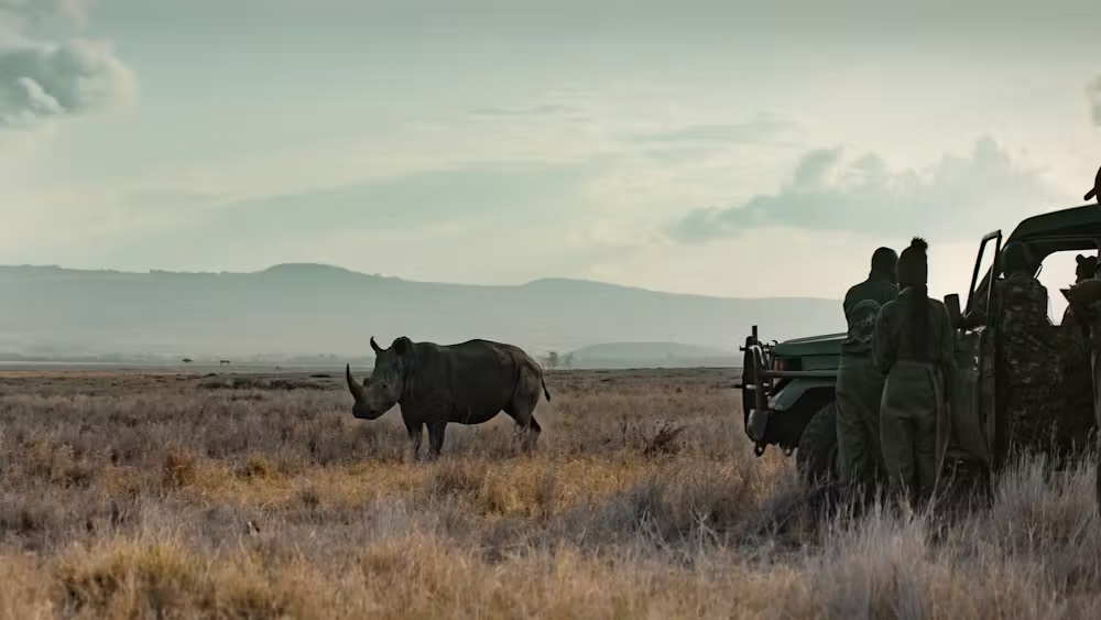 Rhino